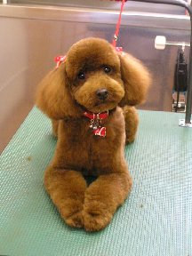 standard poodle with teddy bear cut